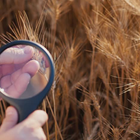 an agronomist studies wheat through a magnifying glass 2