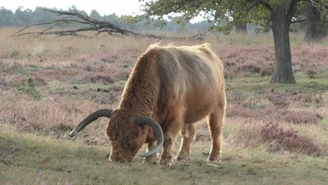 Braunes-Hochlandkuhkalb,-Das-Gras-Frisst-Und-Auf-Einer-Wiese-In-Der-Nähe-Des-Baumes-Steht---Nahaufnahme