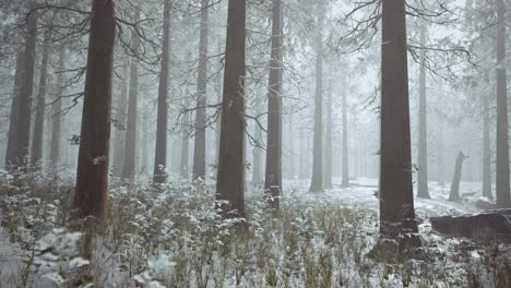 frozen winter forest in the fog