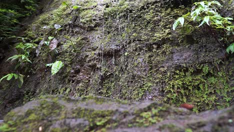close up slow motion shot of water falling down rocks in a rainforest in costa rica