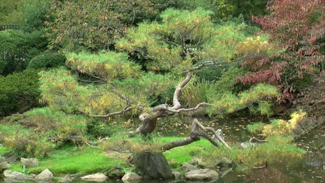 Pine-tree-pruned-in-the-Japanese-engawa-style-in-autumn