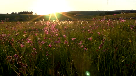 pradera de flores silvestres en verano iluminada por el sol poniente que muestra plantas como la hierba de algodón y el petirrojo irregular