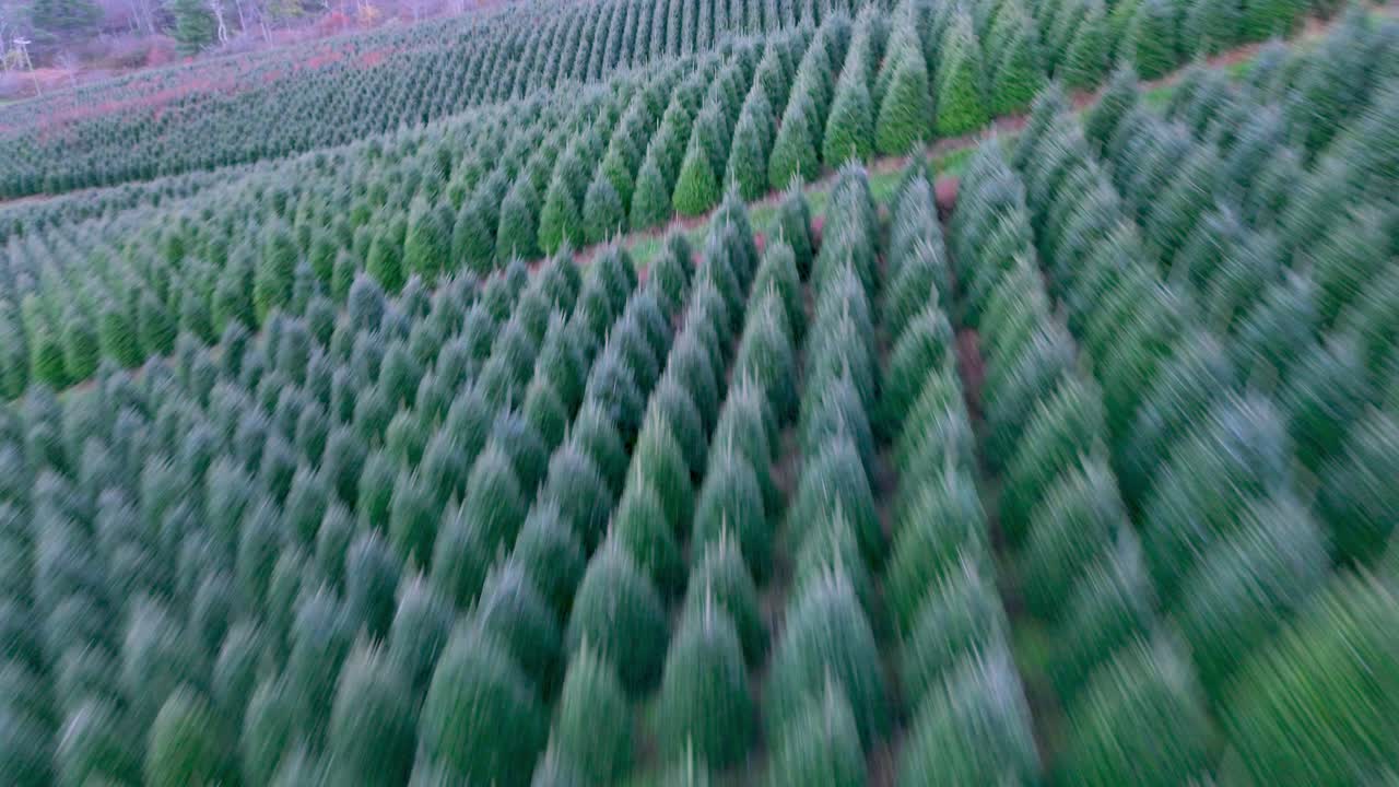 Vuelo aéreo rápido sobre una granja de árboles de Navidad donde crecen abetos de Fraser en el condado de Ashe, Carolina del Norte
