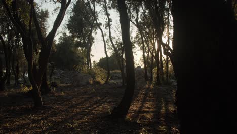 Sonne-Scheint-An-Einem-Schönen-Morgen-Durch-Die-Bäume-In-Einem-Wald