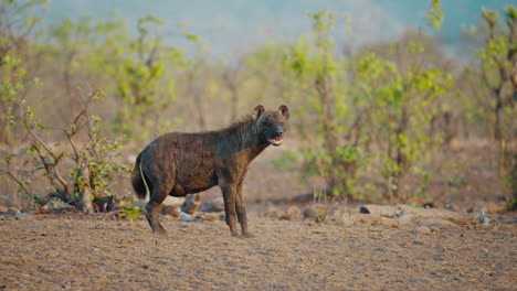 pregnant hyena in gonarezhou national park, zimbabwe. telephoto shot in its natural habitat, moving slowly and alert, surrounded by the wild landscape