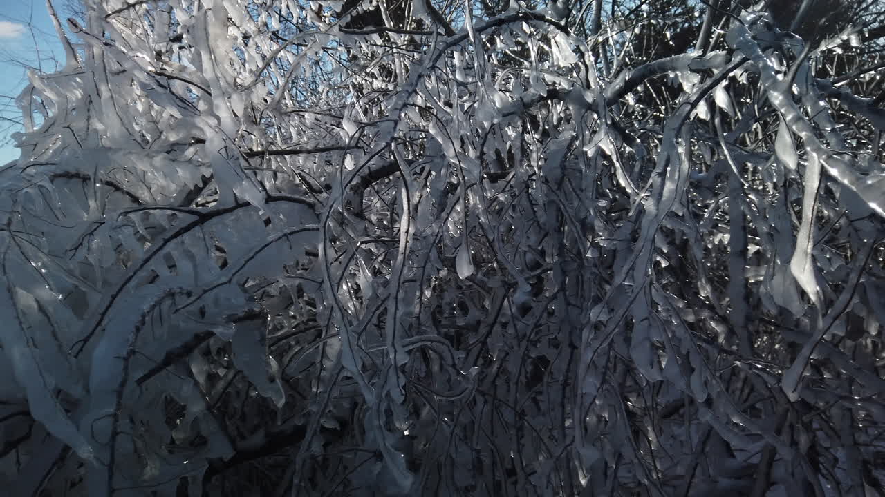 A close panning shot moving into an ice covered bush by the shoreline