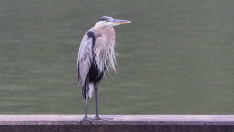 una garza gris sentada bajo la lluvia y mirando el mundo