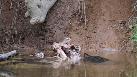 Visto-Acercándose-Al-Esqueleto-Del-Ciervo-Sambar-Y-Luego-Ataca-Rápidamente-Agarrando-Un-Poco-De-Carne-Para-Comer