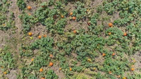 an aerial close up view of amish farmlands and countryside with pumpkin fields on a sunny summer day