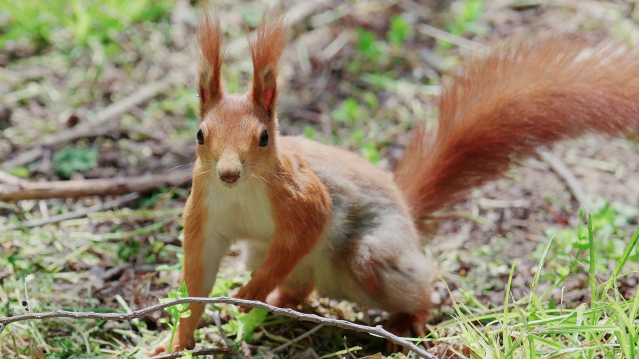 Fast moving red squirrel running across grass and soil covered with leaves and small plants