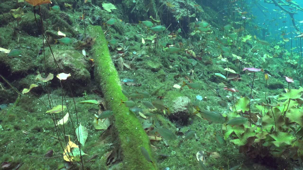 пресноводные рыбы и растительность в сеноте юкатана мексика