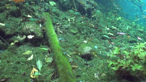 peces de agua dulce y vegetación en cenote yucatan mexico