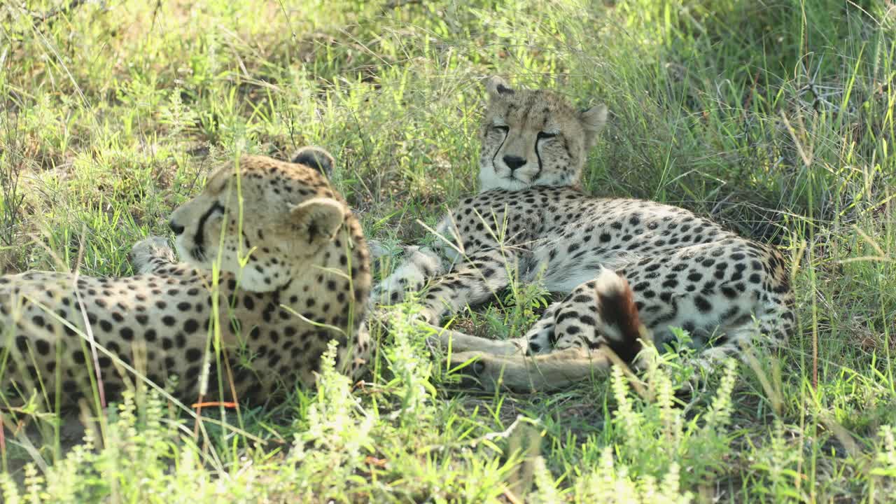 Medium shot of a mother cheetah lying in the long green grass with her cub, Greater Kruger.