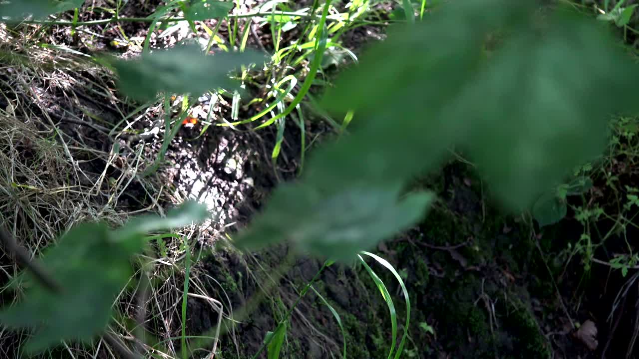 잎을 집중 끌고, 자연을 잘라 버립니다.