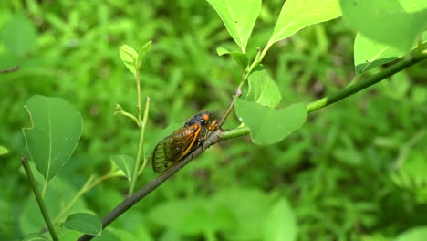 17-year periodical cicada sits on branch of a tree sapling