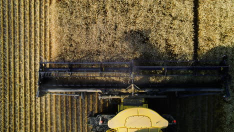 overhead view of combine harvester header with revolving reel harvesting wheat