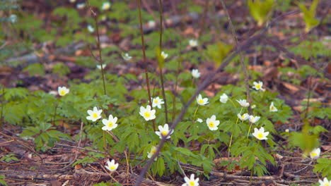 virginia anemone in the woods, beautiful colors