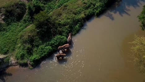 elefantes de tailandia