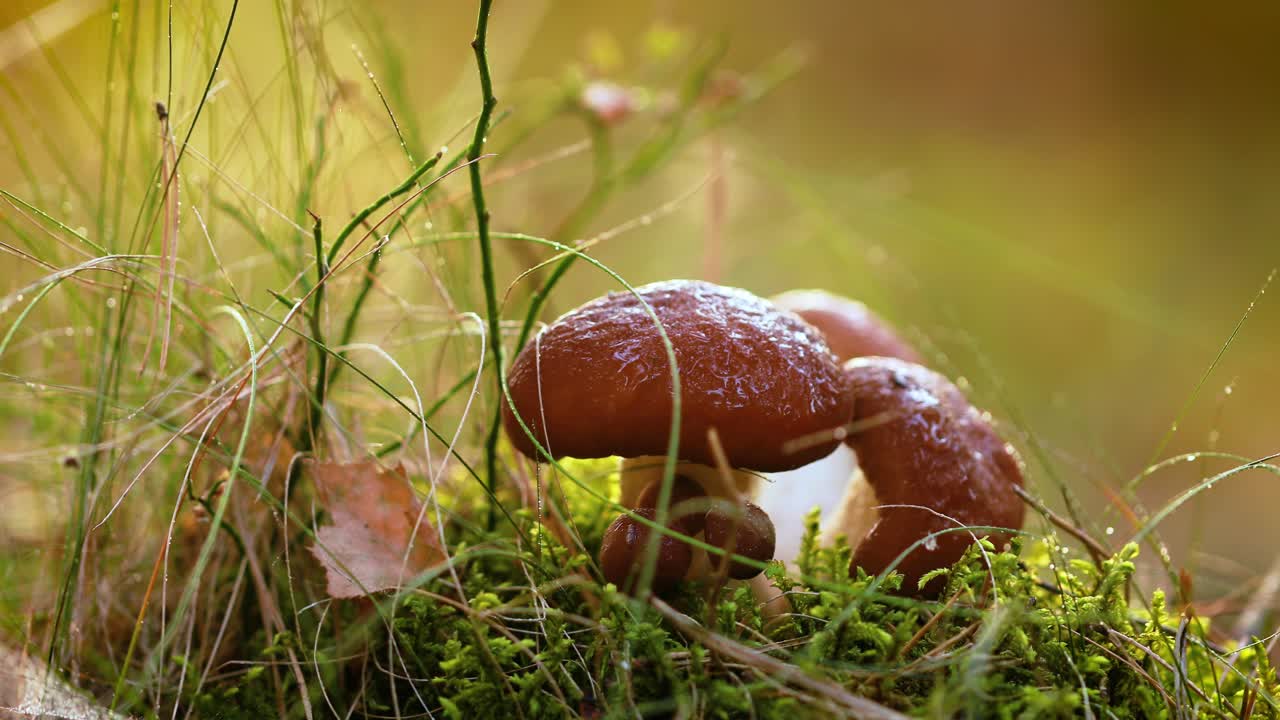 Mushrooms In a Sunny forest.
