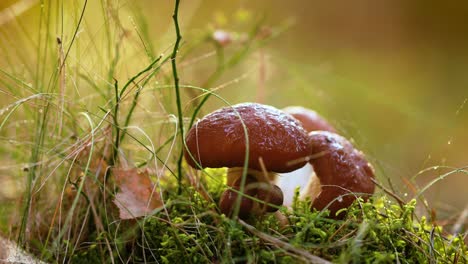 mushrooms in a sunny forest.