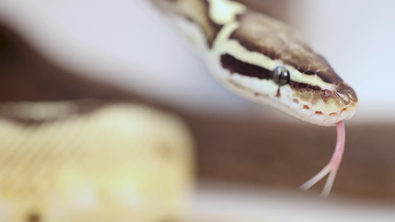 A corn snake flicks its tongue in a close-up shot, highlighting its detailed scales and patterns under soft lighting