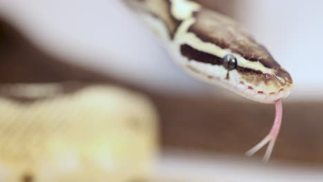 A corn snake flicks its tongue in a close-up shot, highlighting its detailed scales and patterns under soft lighting