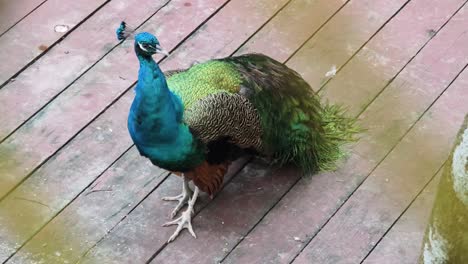 peacock on a wooden deck