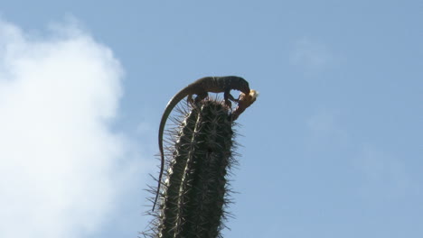 cactus blau blau, caribe, bonaire