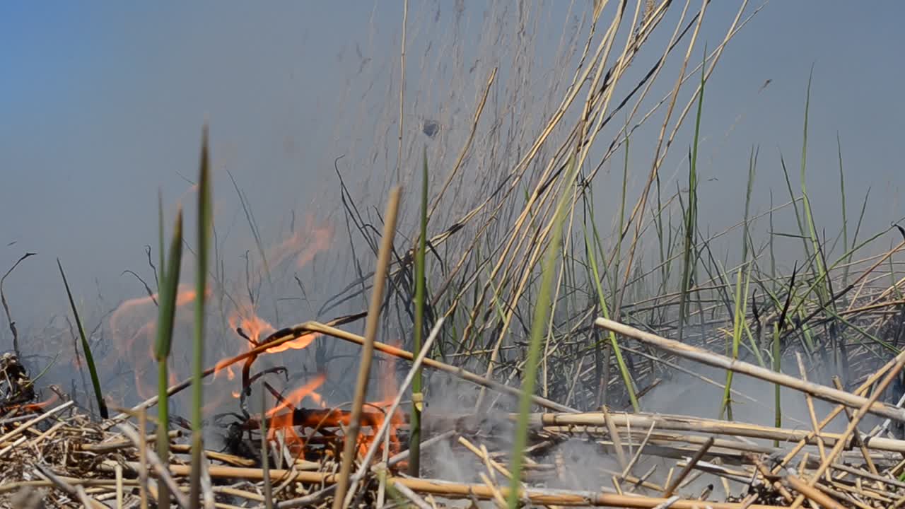 C'è molto fumo dall'incendio. Il vento diffonde il fuoco durante l'incendio