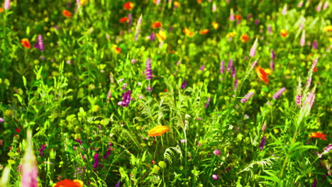 colorful meadow flowers