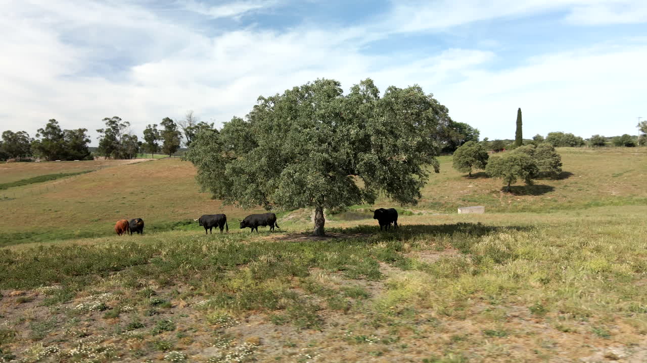Filmato drone 4K di una mandria di tori su un campo