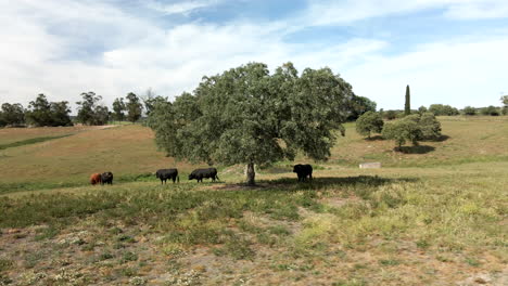 4k drone footage of a cattle of bulls on a field