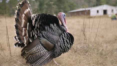 Vacaciones-Acción-De-Gracias-Comida-Caza-Naturaleza-Animales