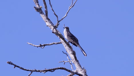 Northern-mockingbird,-perched-on-a-leafless-branch