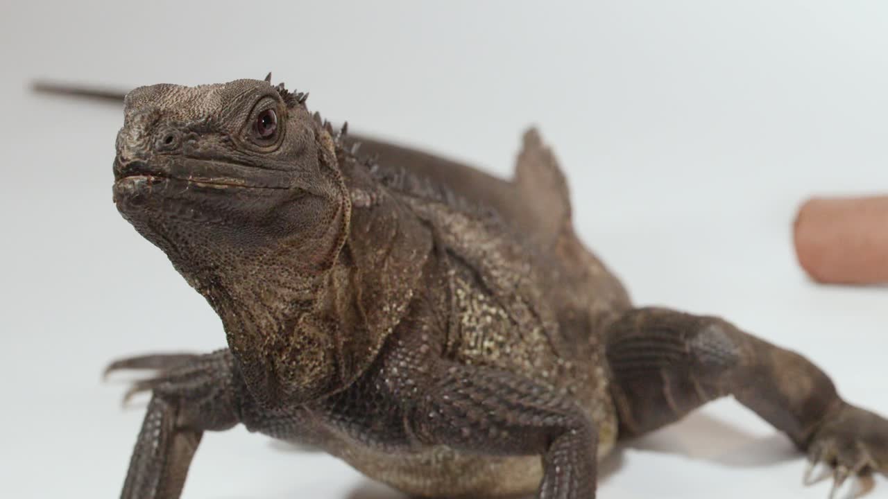 A brown and orange red iguana lizard rests calmly against a clean white studio background