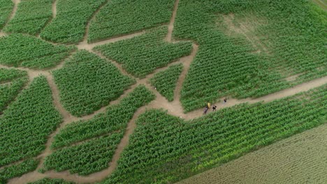 Group-of-friends-wandering-on-paths-in-a-green-maze,-drone-view-on-a-sunny-and-windy-day