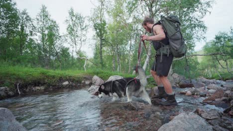 young male hiker crossing the river with alaskan malamute on leash in the river