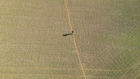 drone birdseye tiro de un hombre caminando por un camino a través de un campo en gran missenden