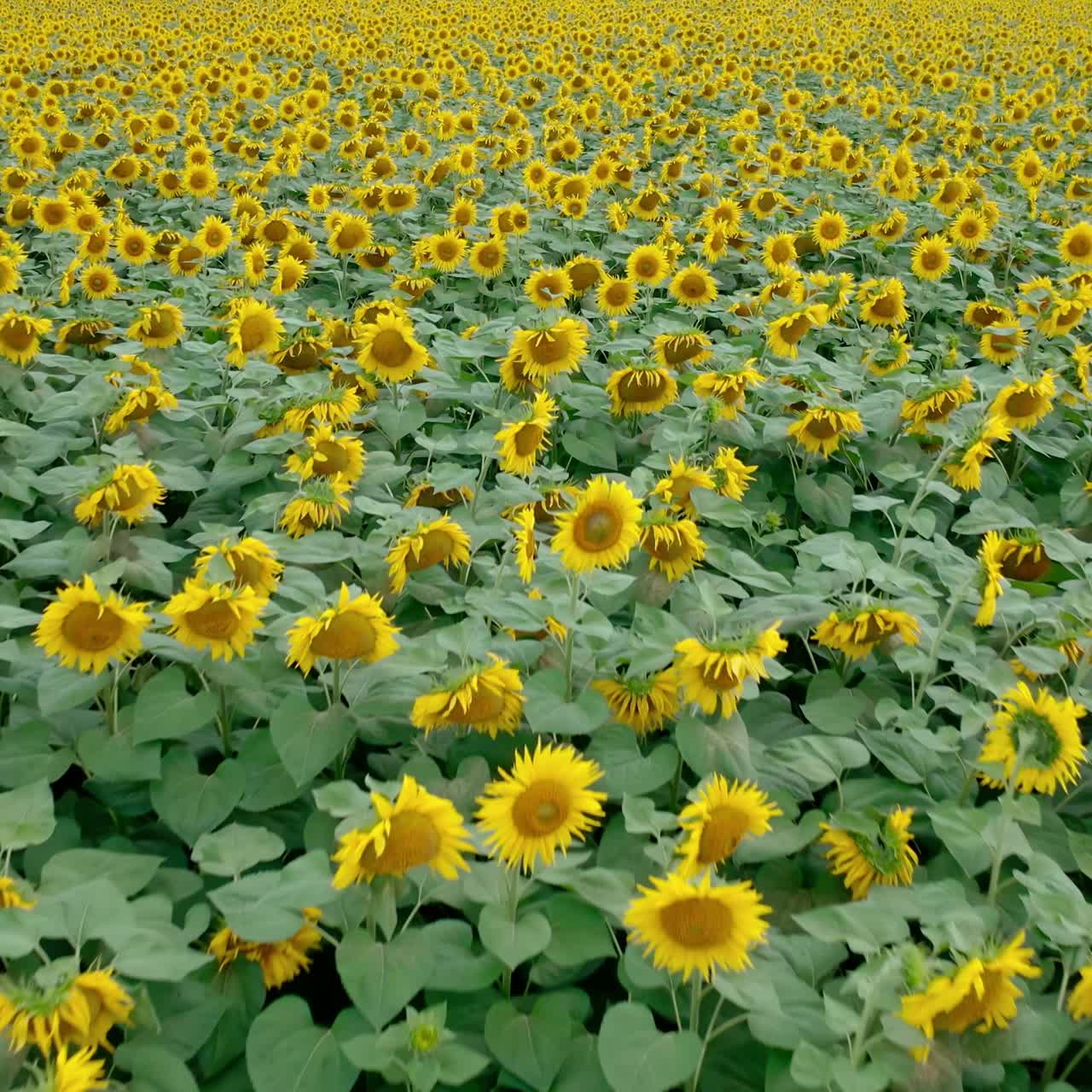 Sunflowers landscape. Flight over beautiful agricultural plants yellow sunflowers on field. Background of blooming sunflowers in summer. Aerial view