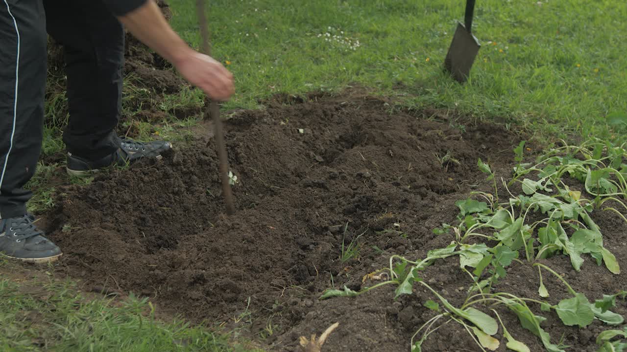 Usare un piede di porco per scavare un fossato per il giardinaggio con fertilizzante naturale.