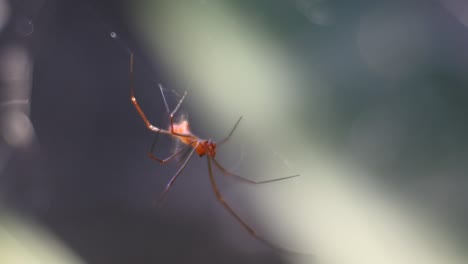 Araña-En-Forma-De-Cruz