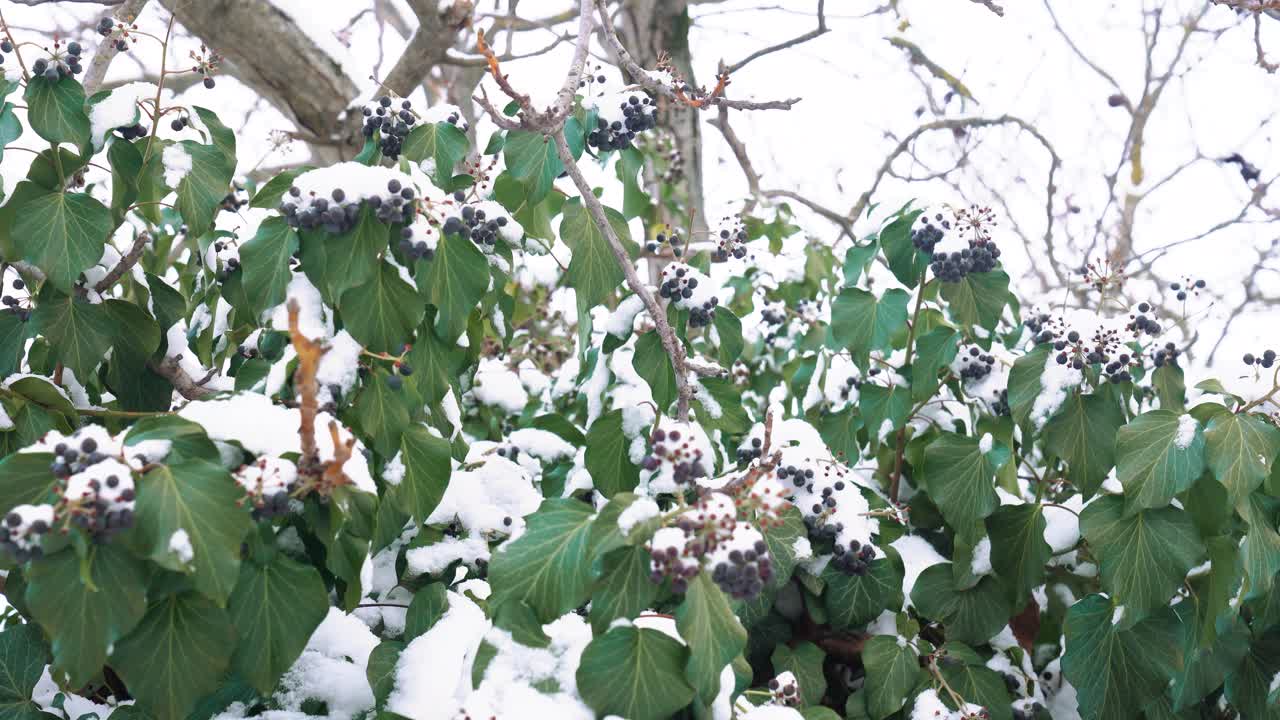 Pianta di edera comune che copre un'area, con le sue bacche scure e foglie verdi ricoperte di neve bianca