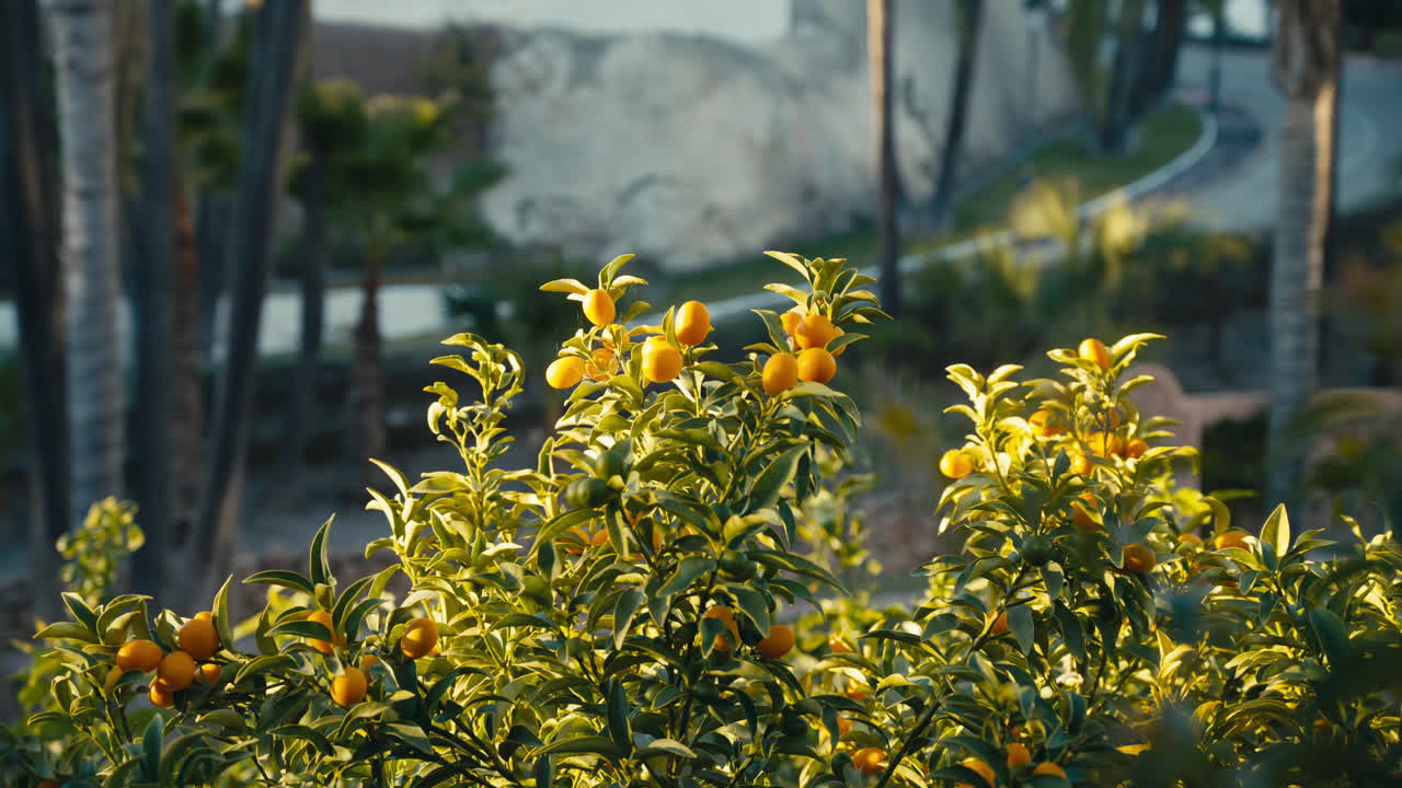 Ripe oranges glow in warm golden hour light on a lush citrus tree, shot with shallow depth of field in a tranquil Mediterranean garden setting in Spain