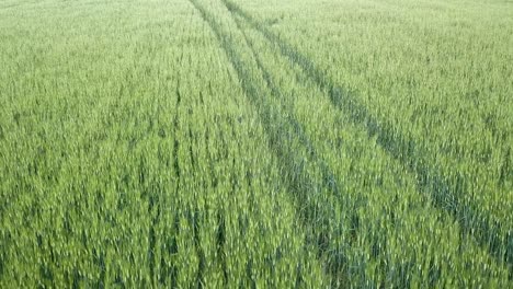 Aerial-footage-of-endless-wheat-field-in-Tuscany-before-sunset