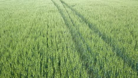 aerial footage of endless wheat field in tuscany before sunset