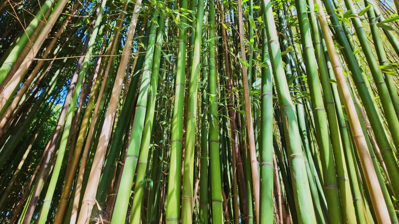 Tall bamboo stalks stretching upward in a densely packed green grove.