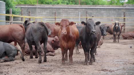 Slow-motion-shot-showing-Group-of-cattle-on-countryside-farm-on-Mauritius,Africa