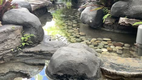 beautiful pond in the garden at morning