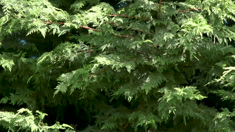 Ramas-De-Los-árboles-De-Hoja-Perenne-Del-árbol-De-La-Vida