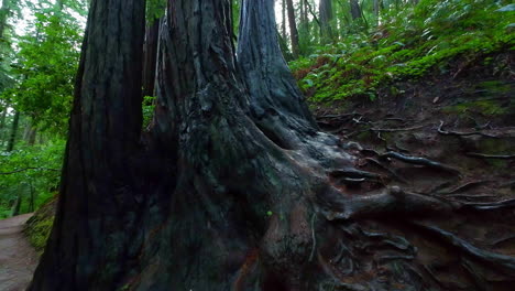 Abstract-gnarly-tree-roots-and-trunk-of-ancient-redwood-trees,-Muir-Woods,-Cali